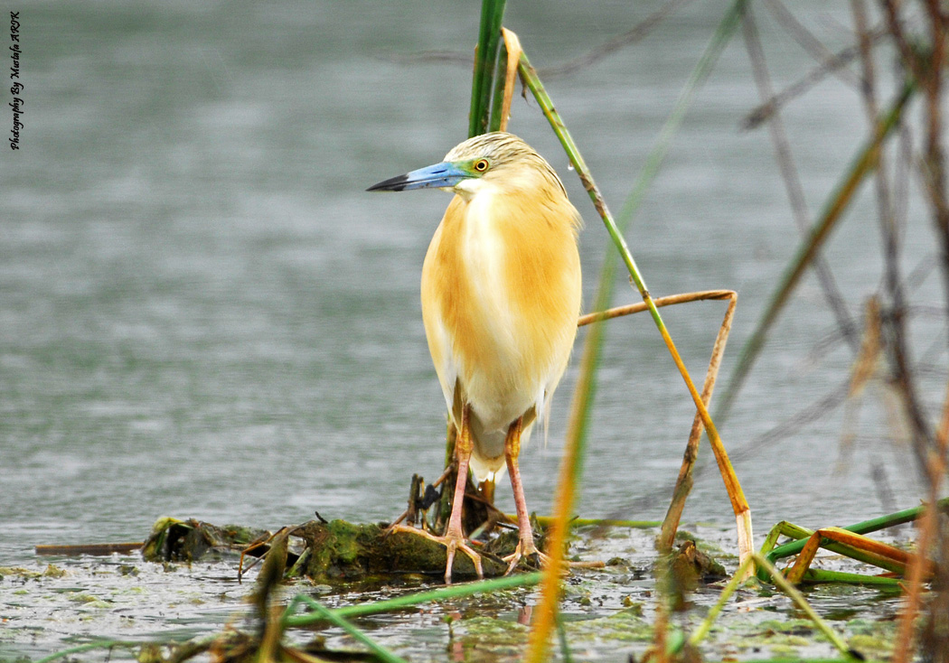 Squacco Heron
