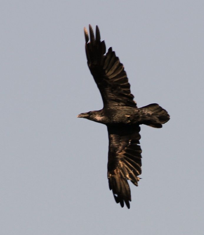 Northern Raven
