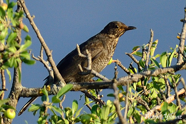 Common Blackbird