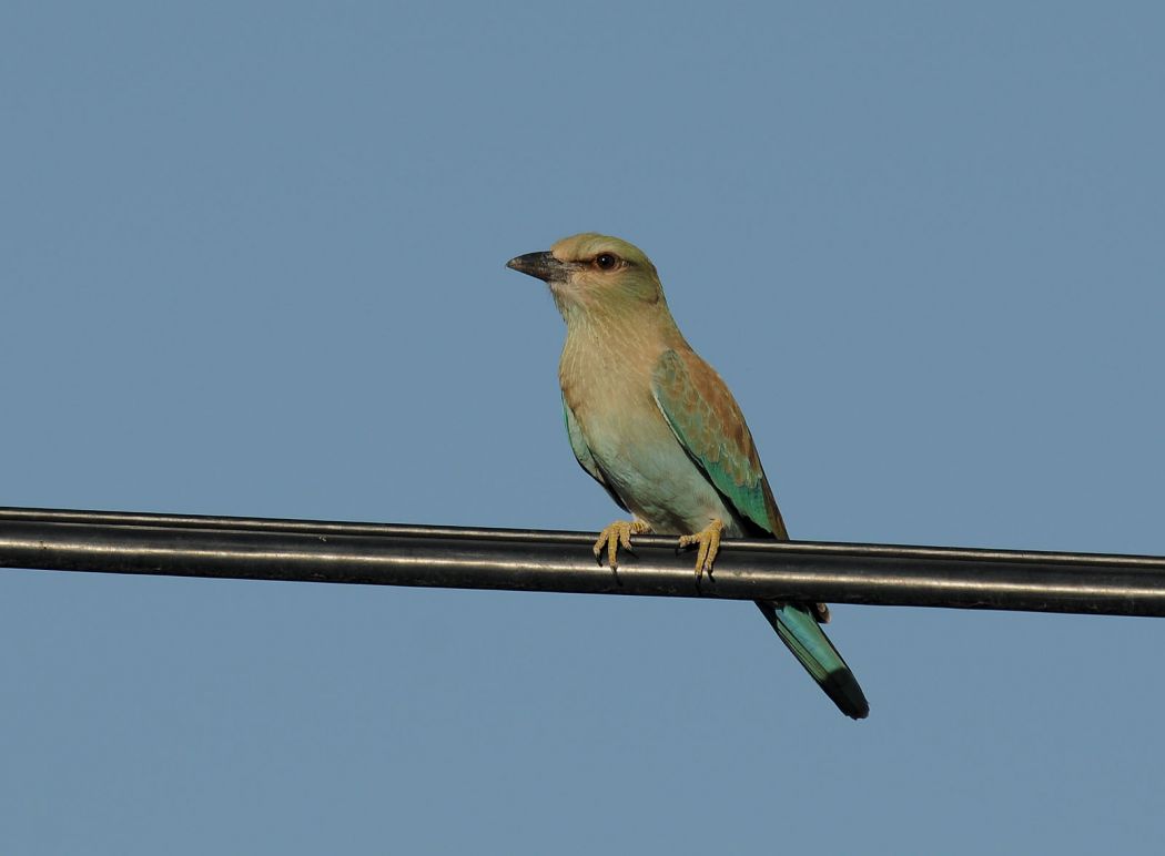 European Roller
