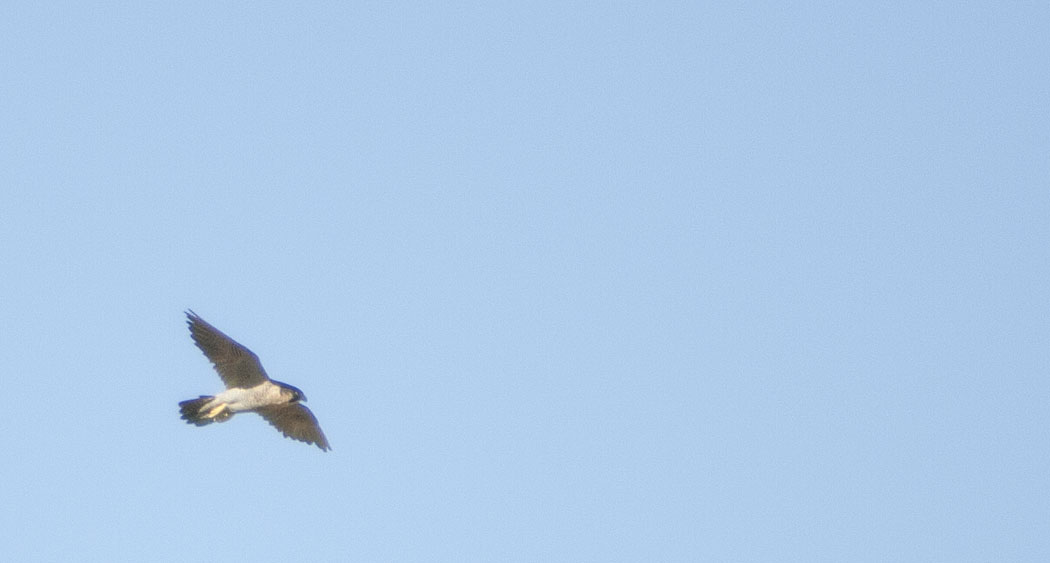 Peregrine Falcon