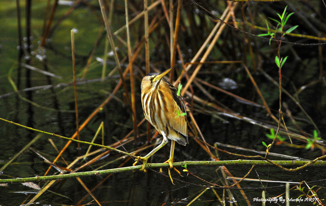 Little Bittern