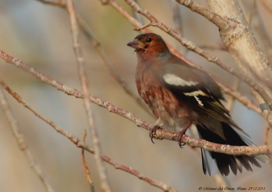 Common Chaffinch