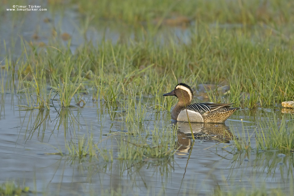Garganey