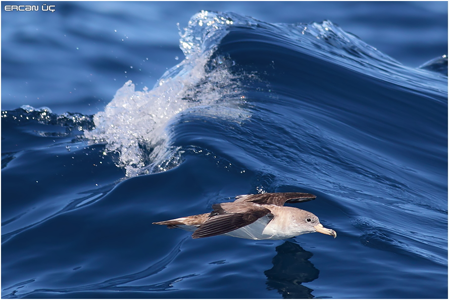 Scopoli`s Shearwater