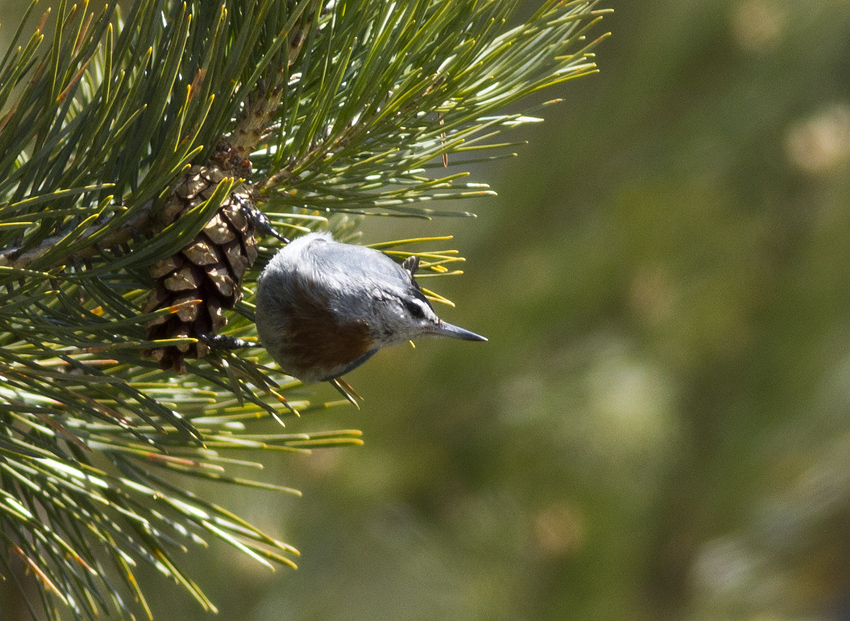 Krüper`s Nuthatch