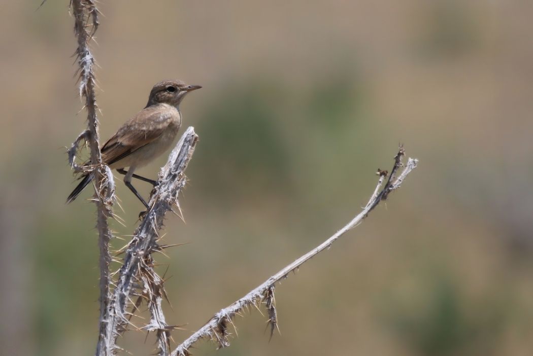 Isabelline Wheatear