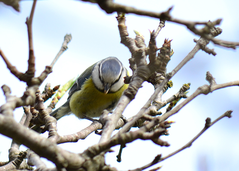 Eurasian Blue Tit