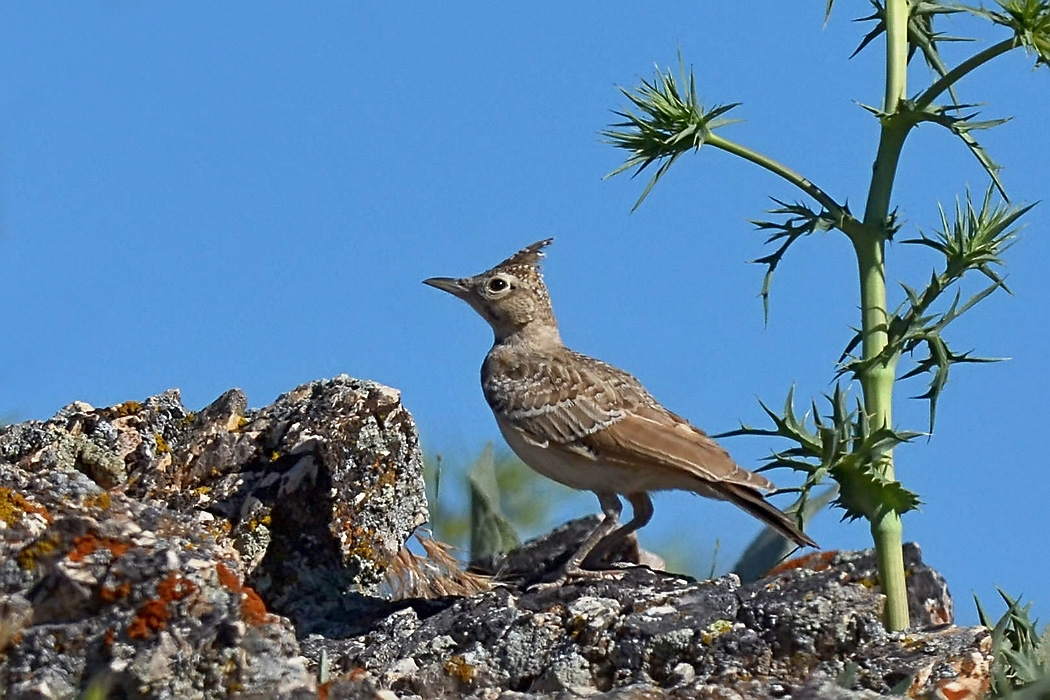 Crested Lark