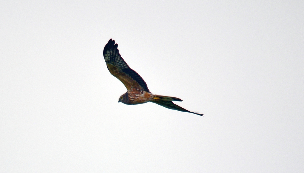 Montagu`s Harrier