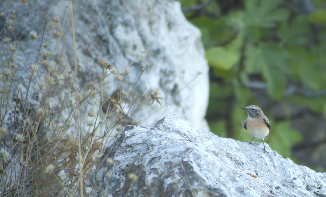 Black-eared Wheatear