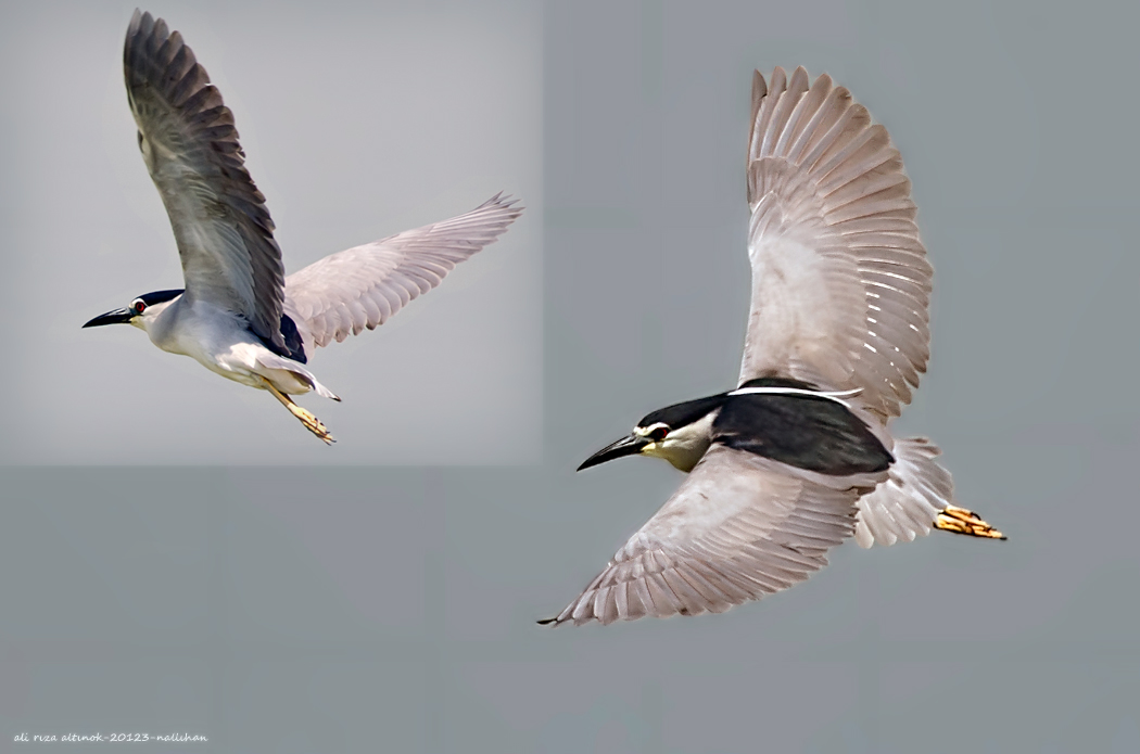 Black-crowned Night Heron