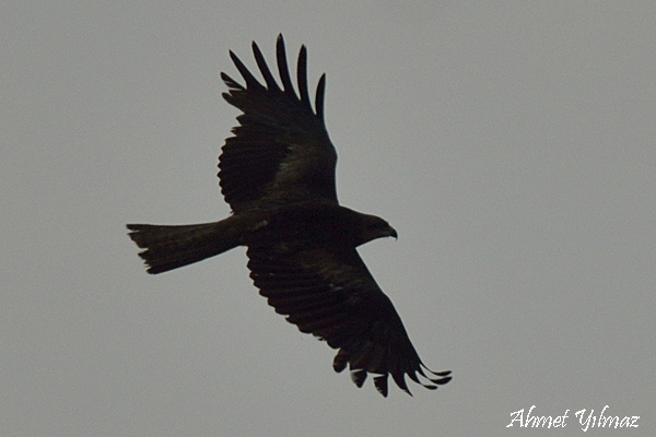 Black Kite