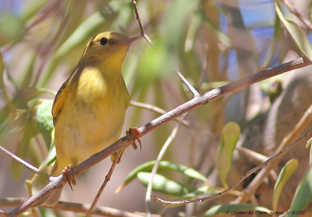 Willow Warbler