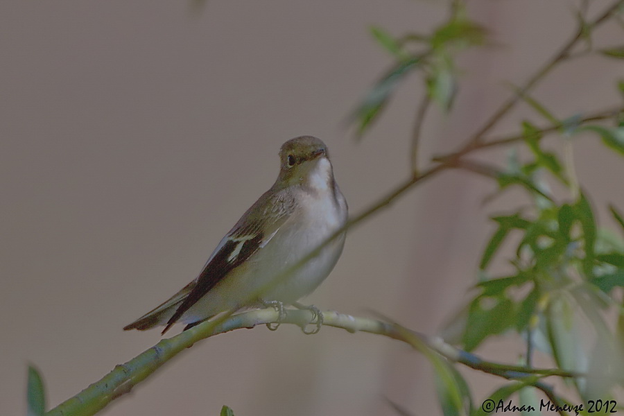 Collared Flycatcher