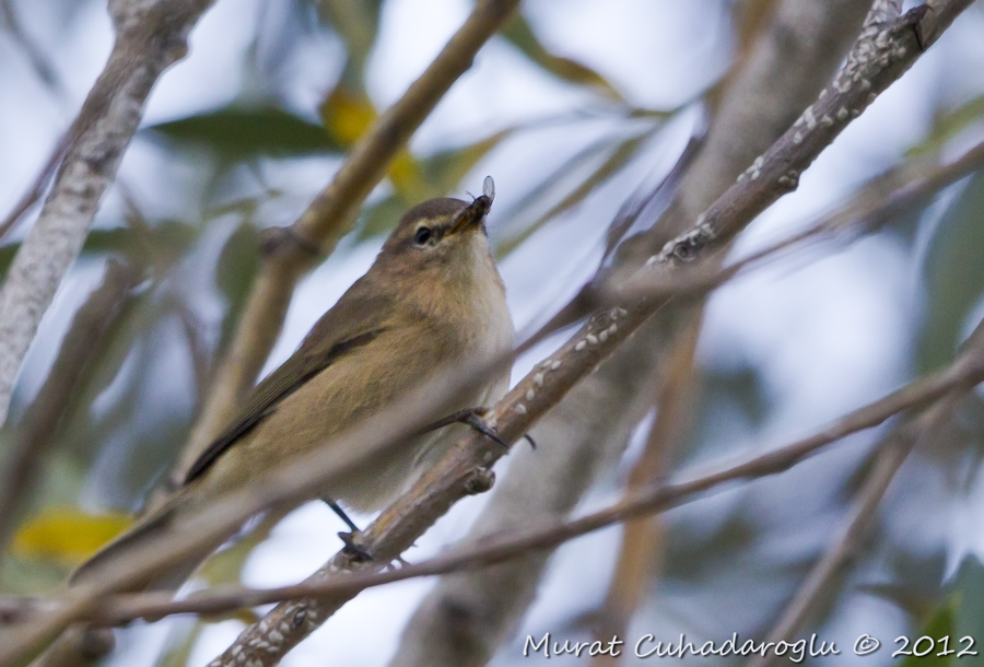 Mountain Chiffchaff