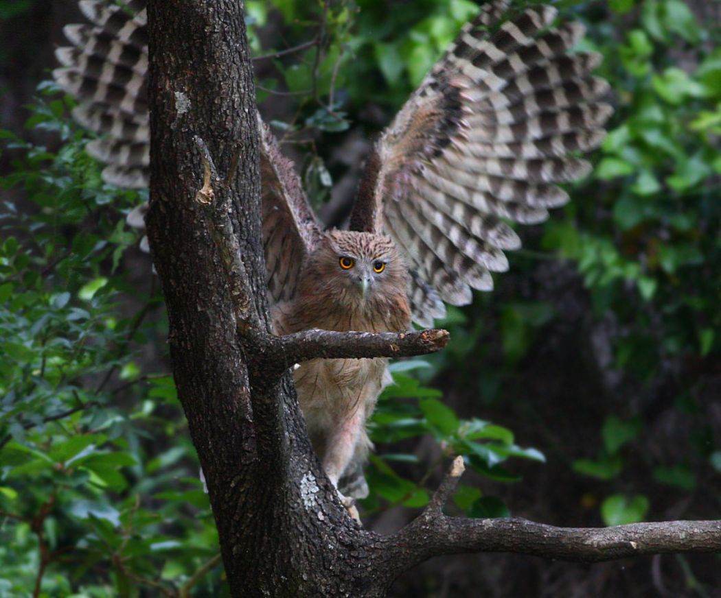 Brown Fish Owl