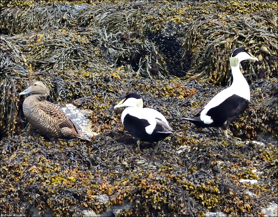Common Eider