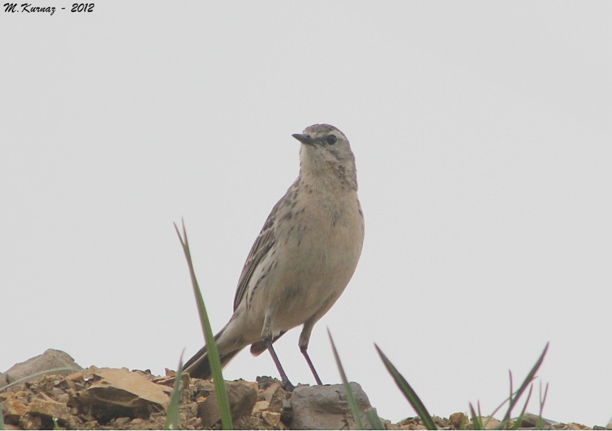 Water Pipit