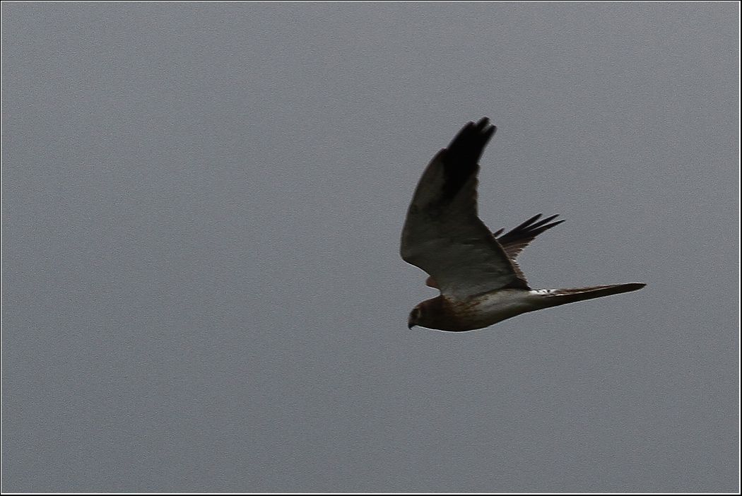 Pallid Harrier