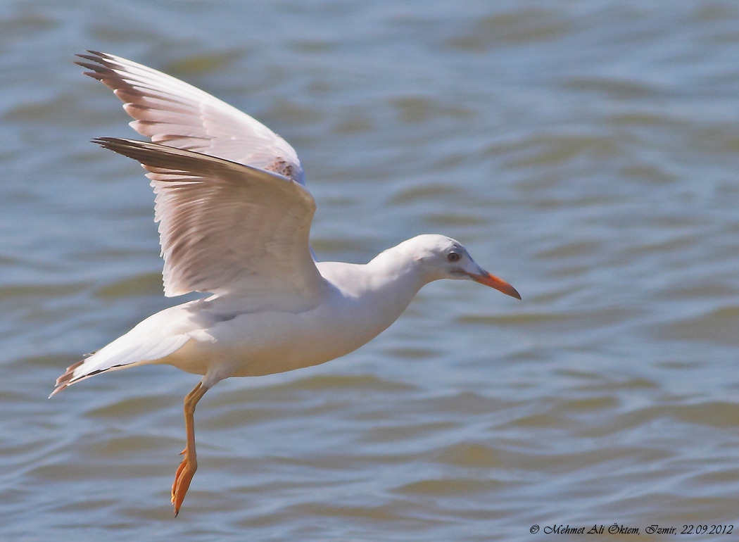Slender-billed Gull