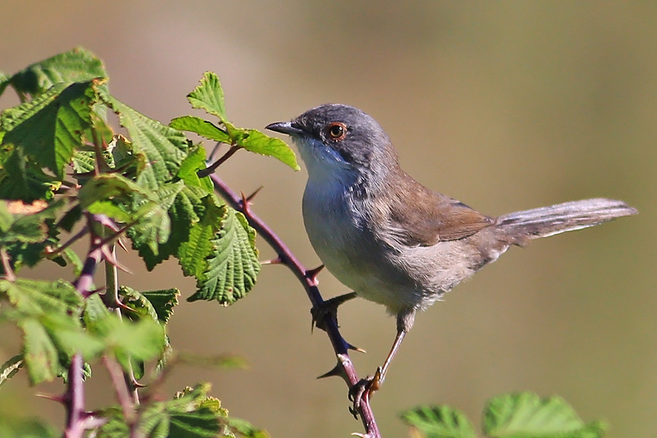 Sardinian Warbler