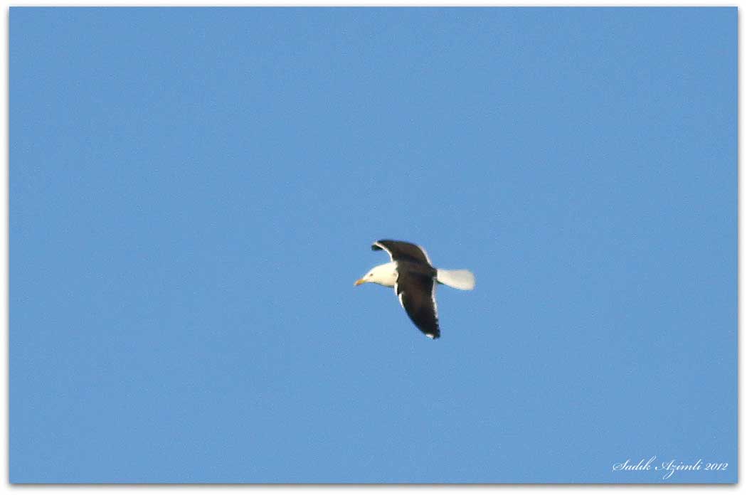 Lesser Black-backed Gull