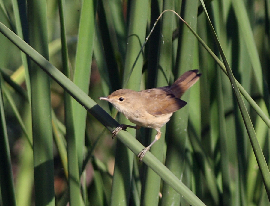 Common Reed Warbler