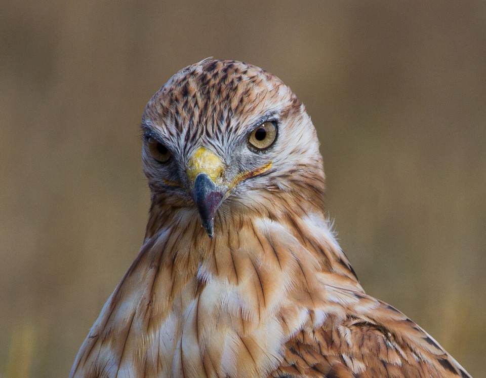 Long-legged Buzzard