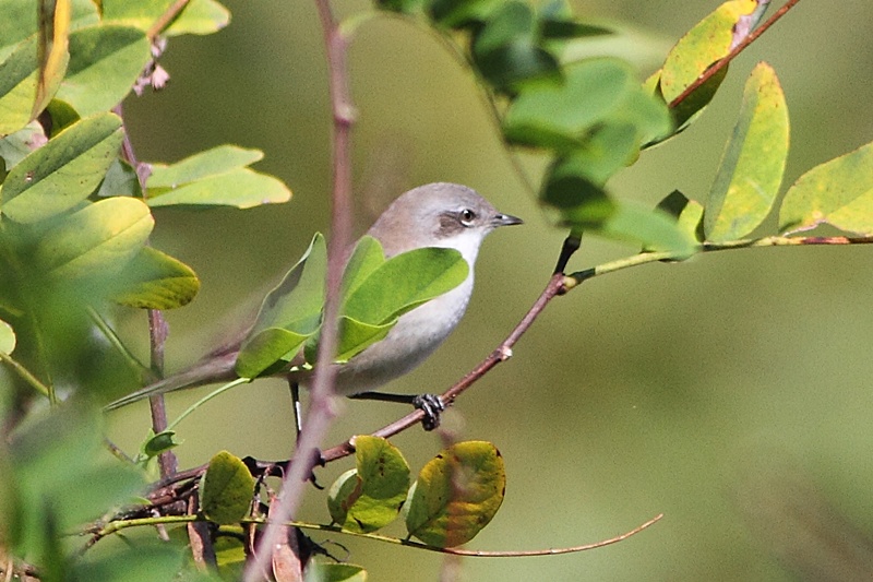 Lesser Whitethroat