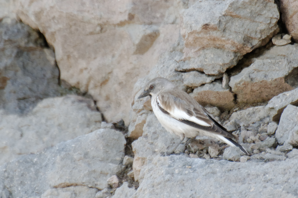 White-winged Snowfinch