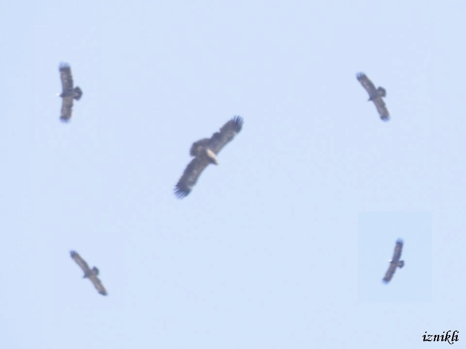 Lesser Spotted Eagle