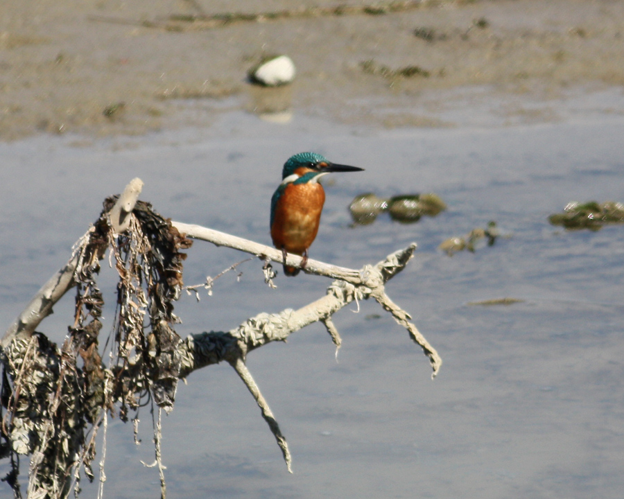 Common Kingfisher