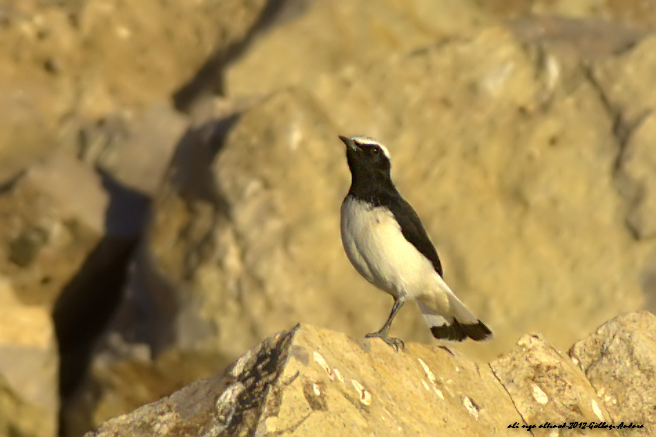 Finsch`s Wheatear
