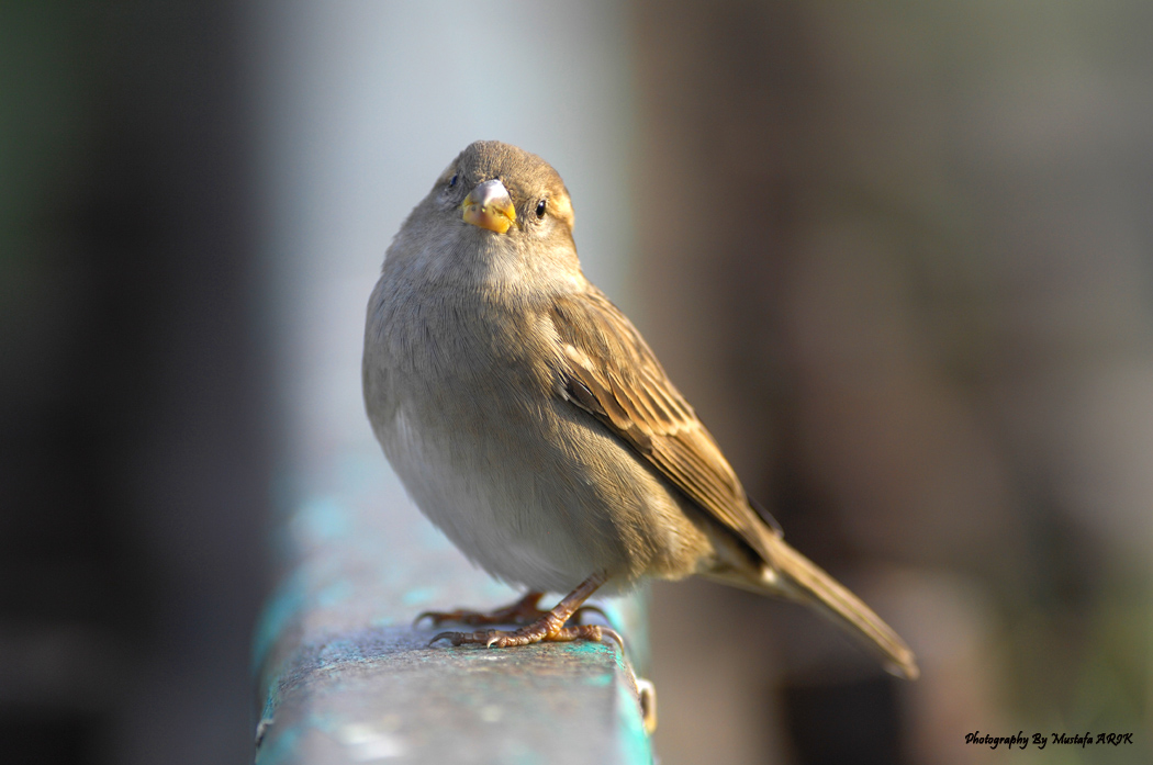 House Sparrow