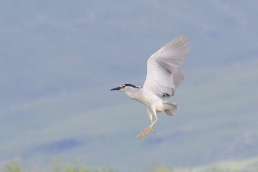 Black-crowned Night Heron