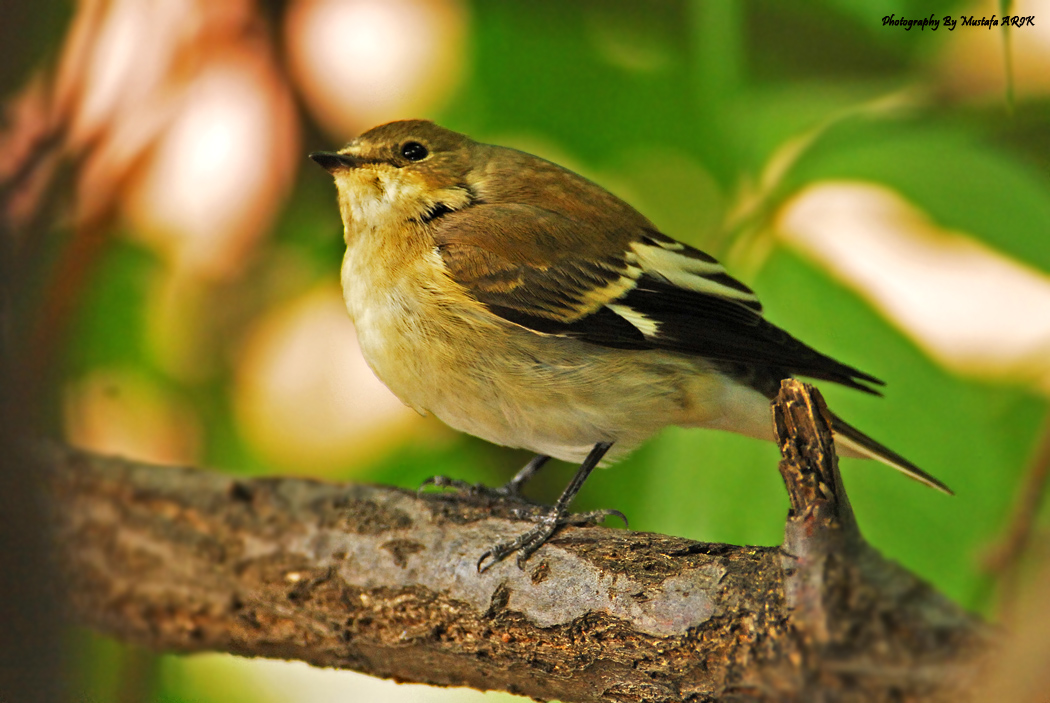 Collared Flycatcher