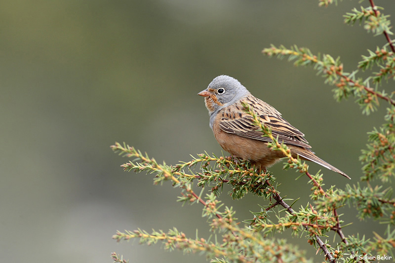 Cretzschmar`s Bunting