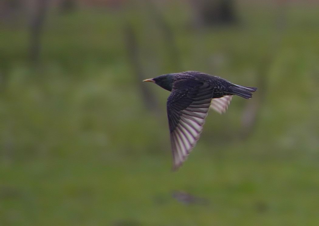 Common Starling