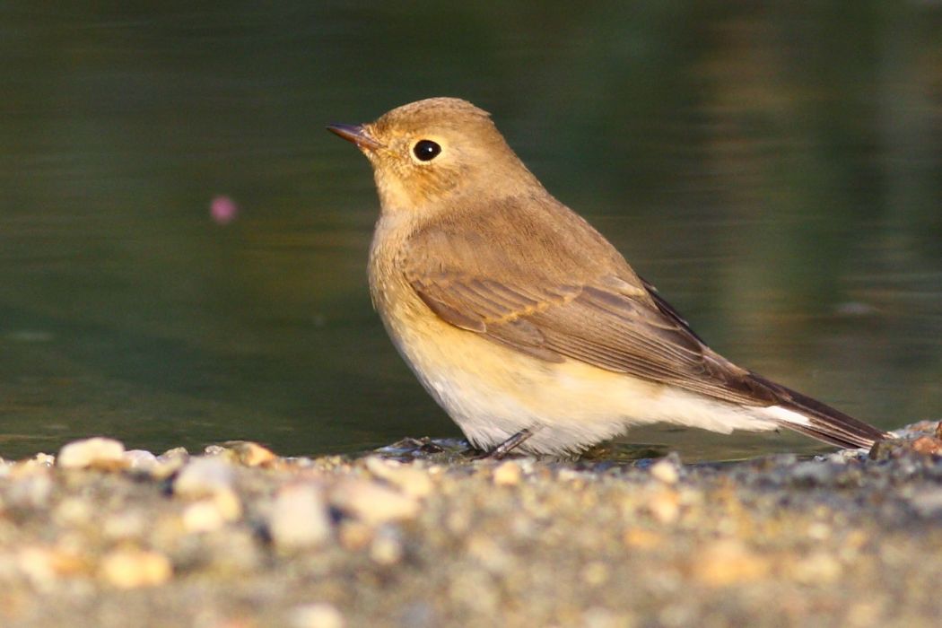 Red-breasted Flycatcher