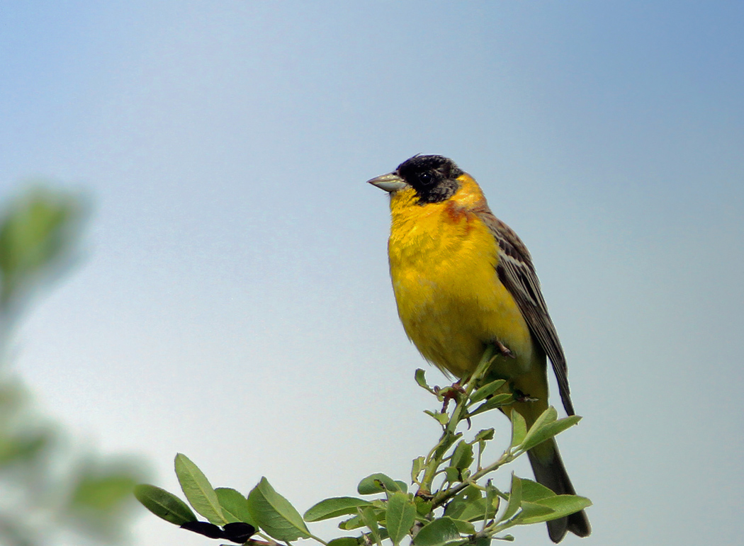 Black-headed Bunting