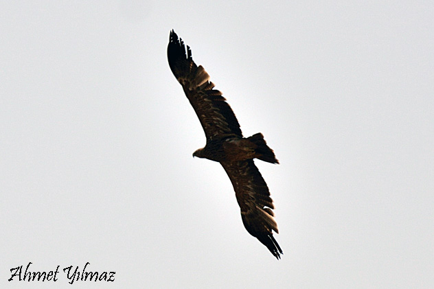 Eastern Imperial Eagle