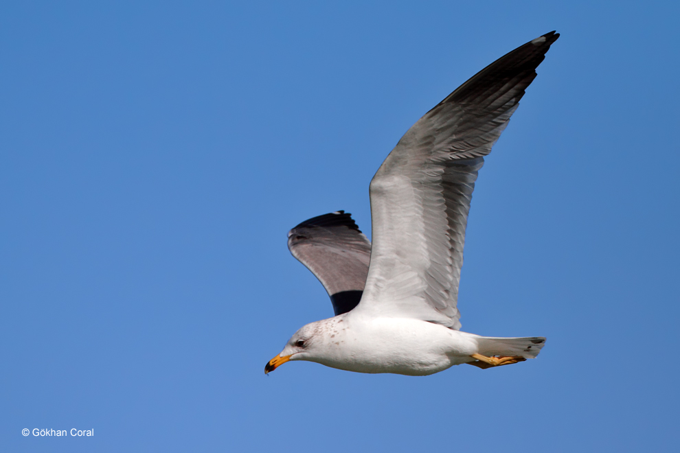 Armenian Gull