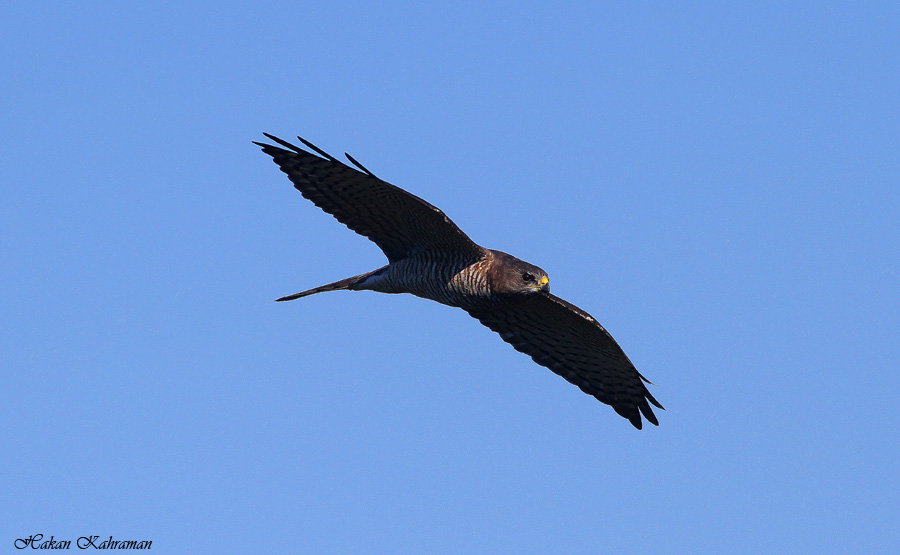 Levant Sparrowhawk