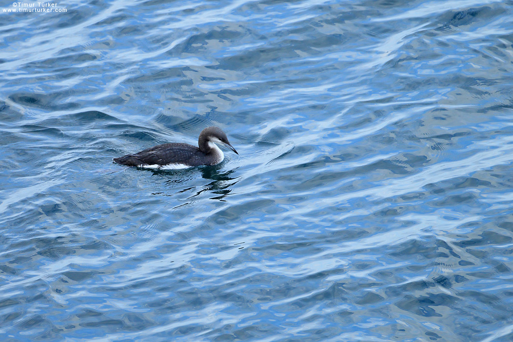 Black-throated Loon