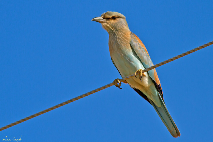 European Roller