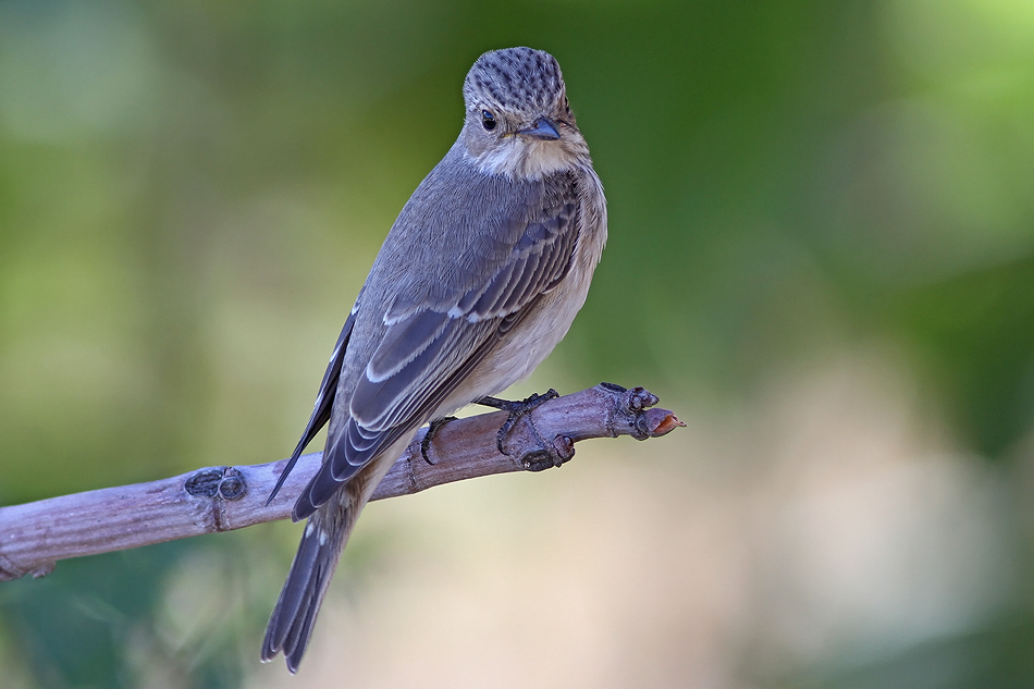 Spotted Flycatcher