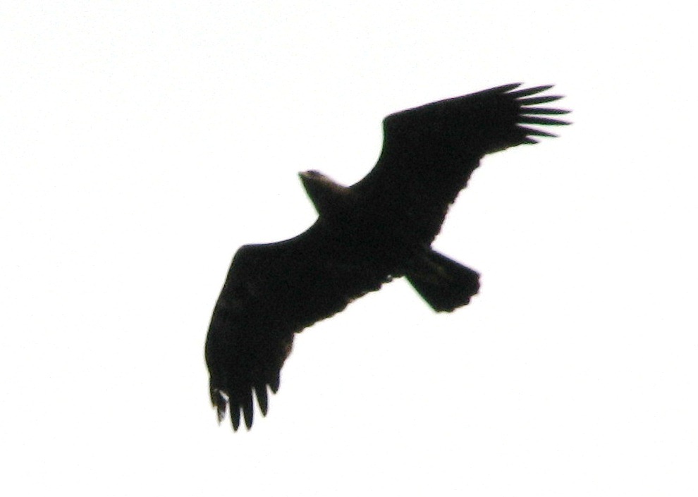 Küçük Orman Kartalı