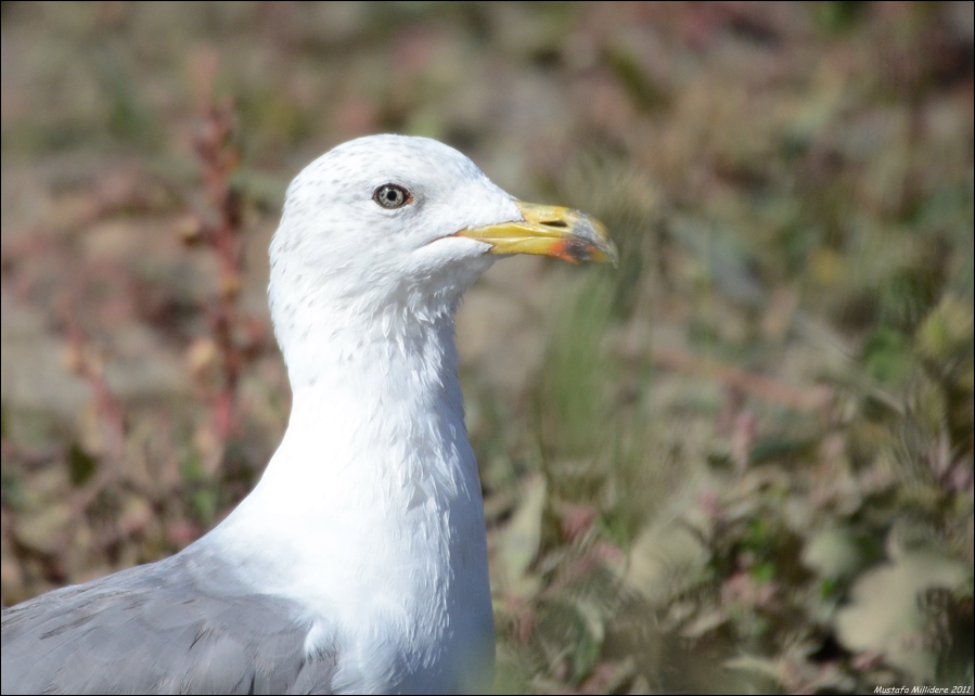 Armenian Gull