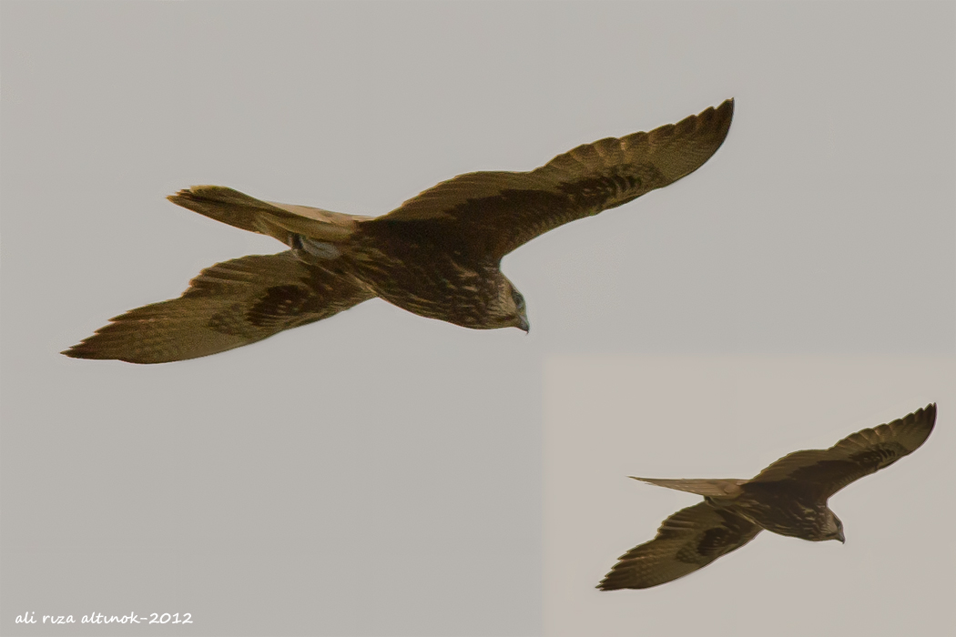 Saker Falcon